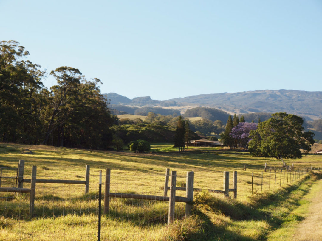 Canva - Hawaii, Maui, Nature, Landscape